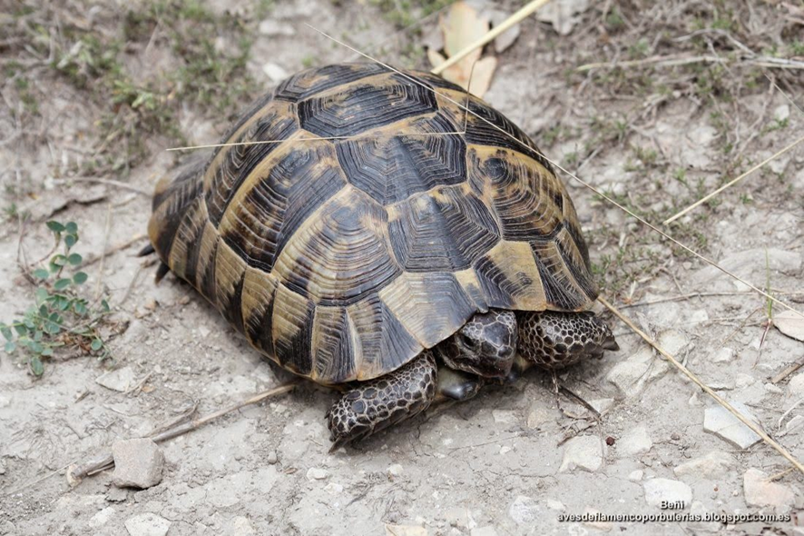 TORTUGA