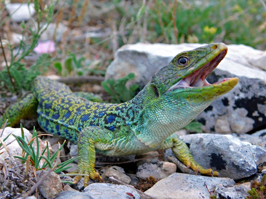 LAGARTO