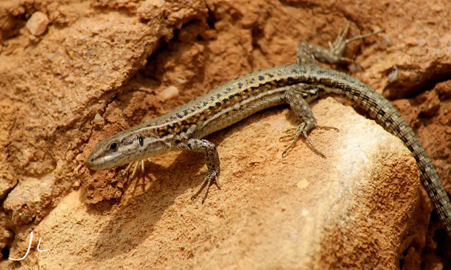 LAGARTIJA
